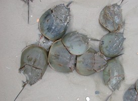 Atlantic Horseshoecrab